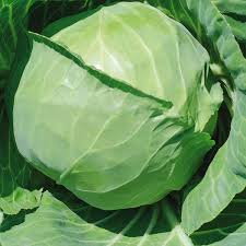 Semence de choux pomme