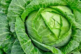 Semence de choux
