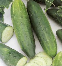 Semence de concombre